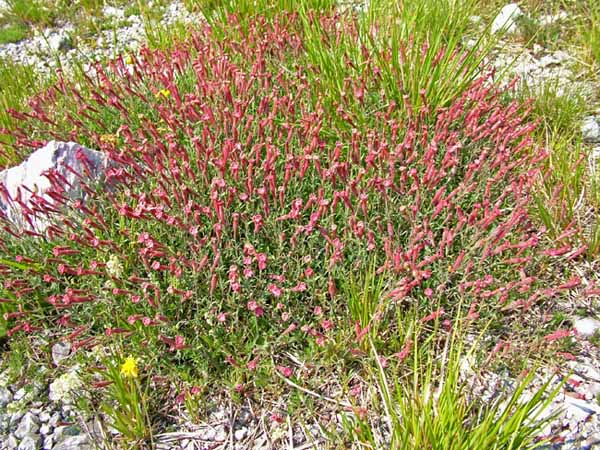 Silene pichiana / Silene delle Apuane